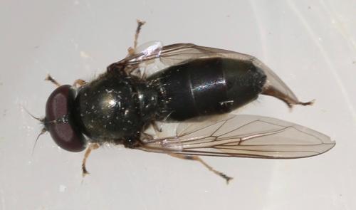 Cheilosia soror